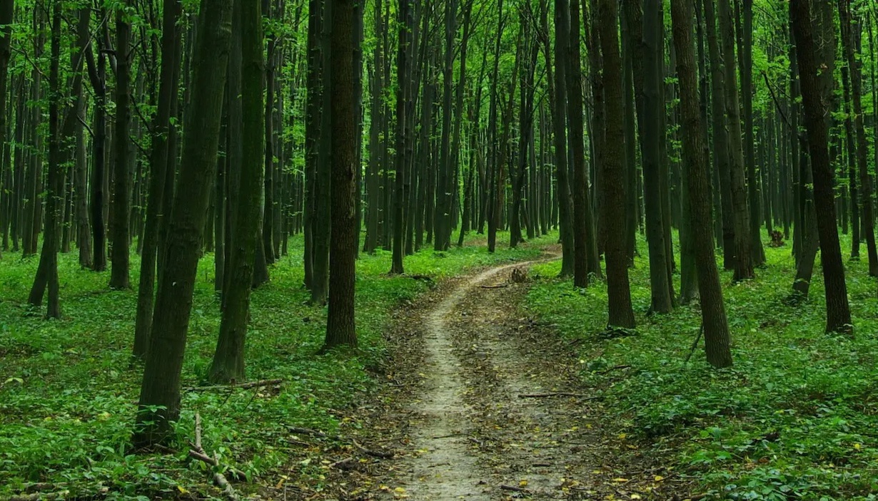  Norges grønne fagskole – Vea