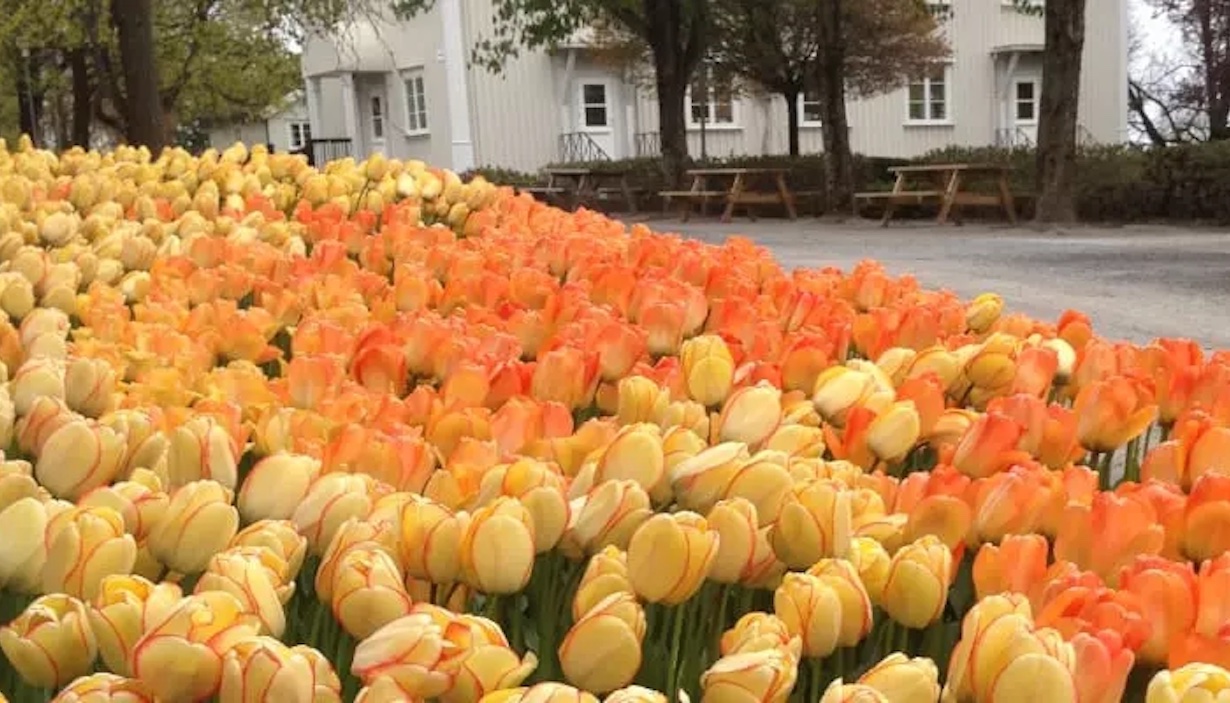  Norges grønne fagskole – Vea