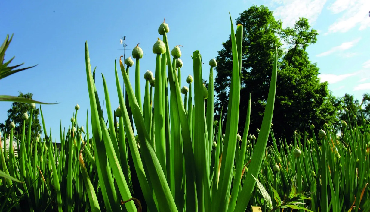  Norges grønne fagskole – Vea