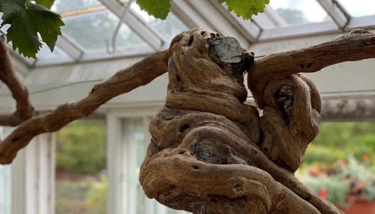  Norges grønne fagskole – Vea